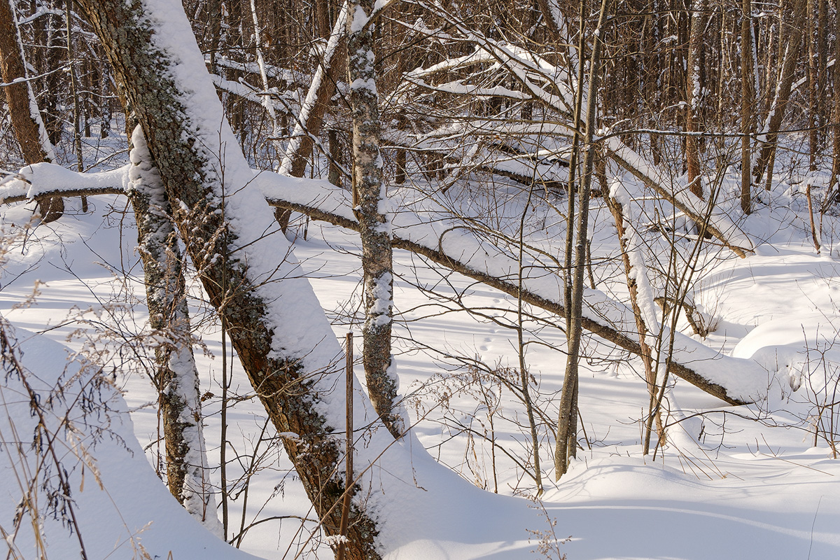 У аномальных мест Владимирской области появилась звуковая карта. Чтобы соединить актуальное искусство и мифологию края, современная художница Ульяна Подкорытова отправилась в исследовательскую экспедицию. И мы вместе с ней.