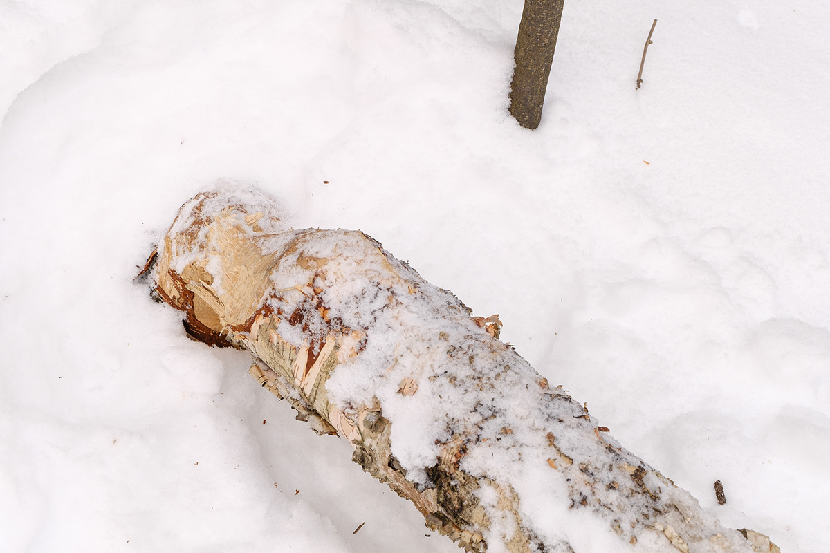 У аномальных мест Владимирской области появилась звуковая карта. Чтобы соединить актуальное искусство и мифологию края, современная художница Ульяна Подкорытова отправилась в исследовательскую экспедицию. И мы вместе с ней.