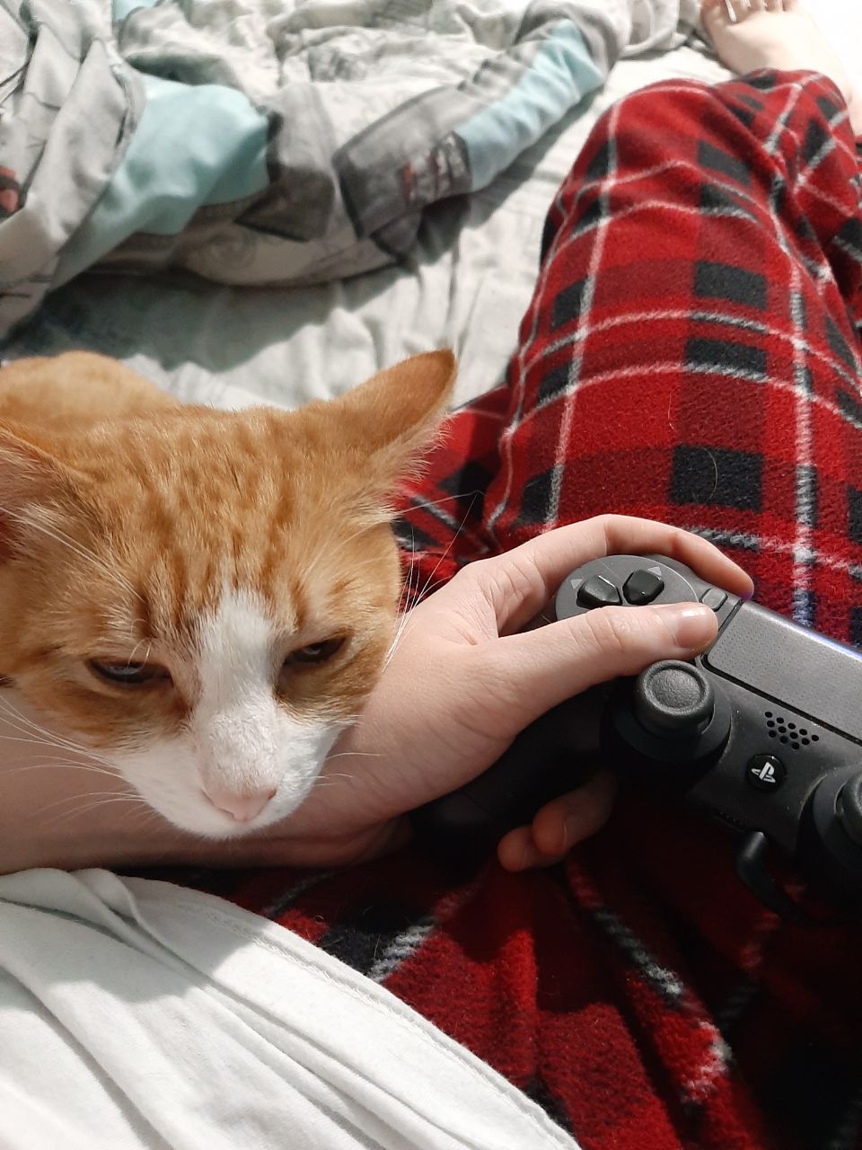 1 марта отмечают День кошек, а это значит, что пора передать привет хвостатым и усатым меньшим братьям, запечатленным в фотографиях счастливых владимирских хозяев.