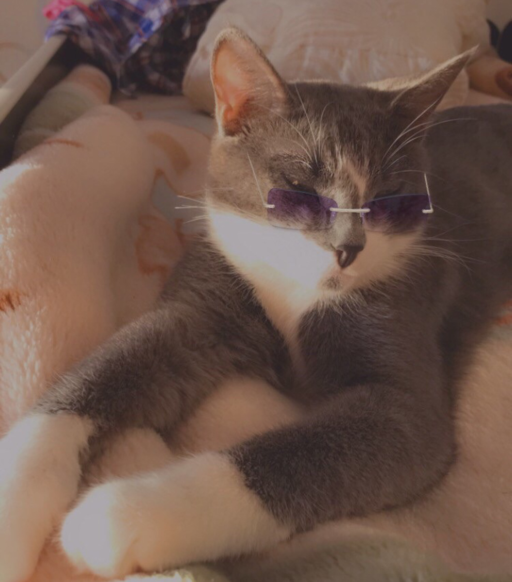 1 марта отмечают День кошек, а это значит, что пора передать привет хвостатым и усатым меньшим братьям, запечатленным в фотографиях счастливых владимирских хозяев.