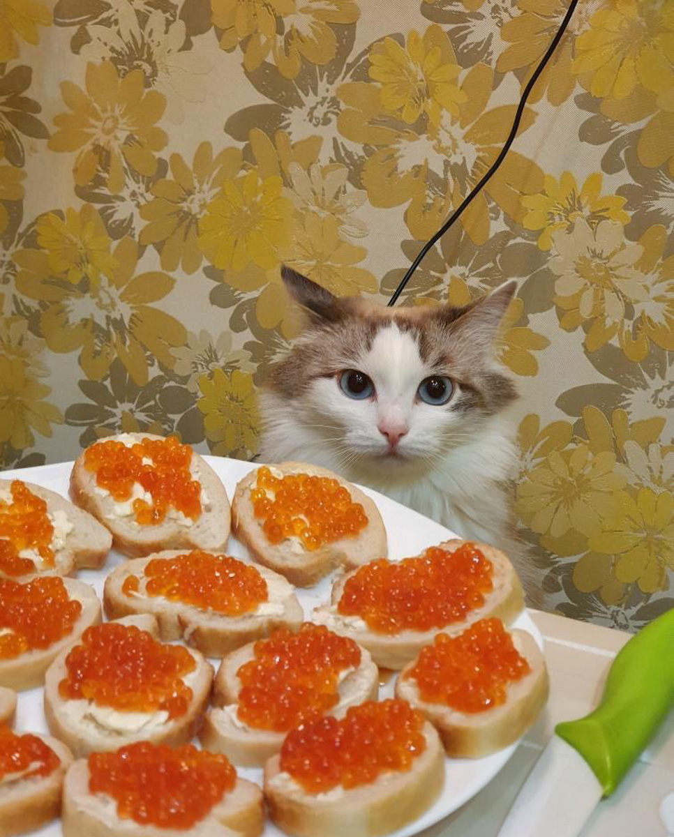 1 марта отмечают День кошек, а это значит, что пора передать привет хвостатым и усатым меньшим братьям, запечатленным в фотографиях счастливых владимирских хозяев.