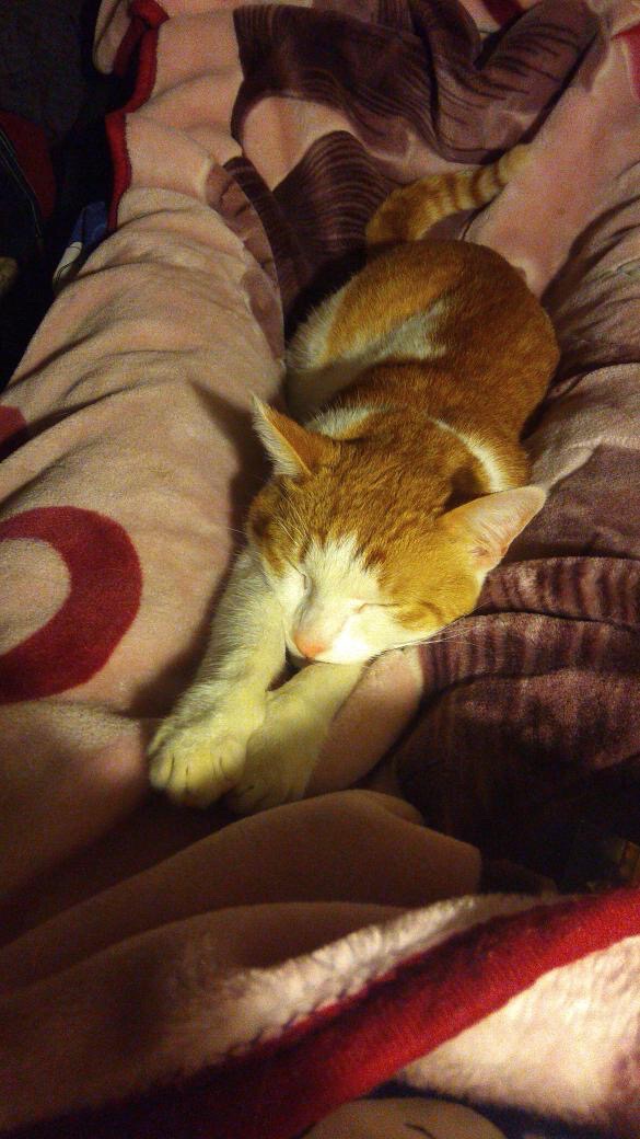 1 марта отмечают День кошек, а это значит, что пора передать привет хвостатым и усатым меньшим братьям, запечатленным в фотографиях счастливых владимирских хозяев.