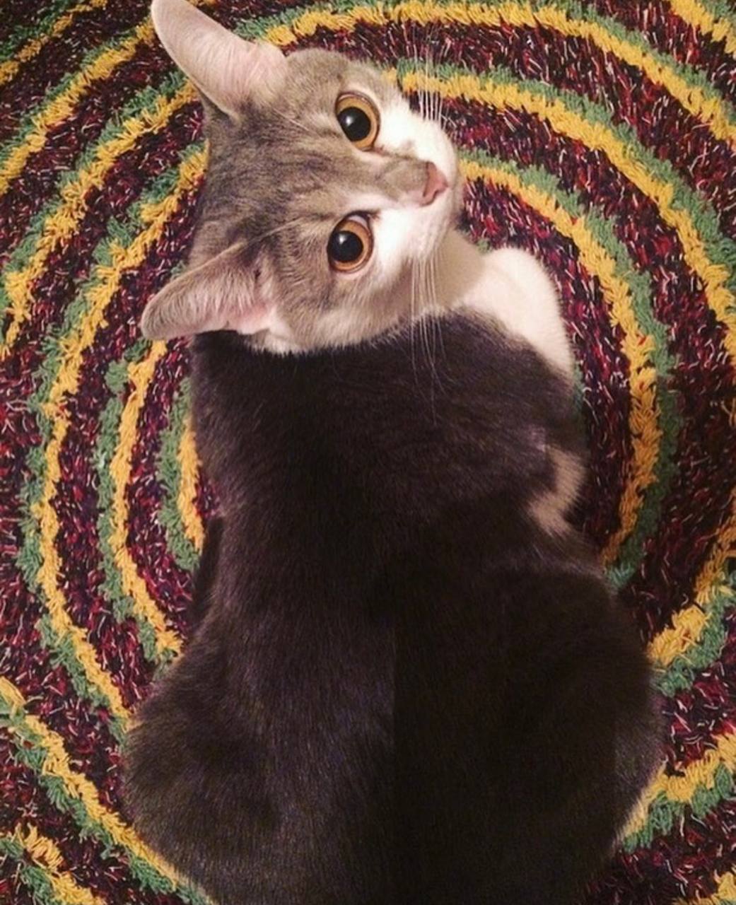 1 марта отмечают День кошек, а это значит, что пора передать привет хвостатым и усатым меньшим братьям, запечатленным в фотографиях счастливых владимирских хозяев.