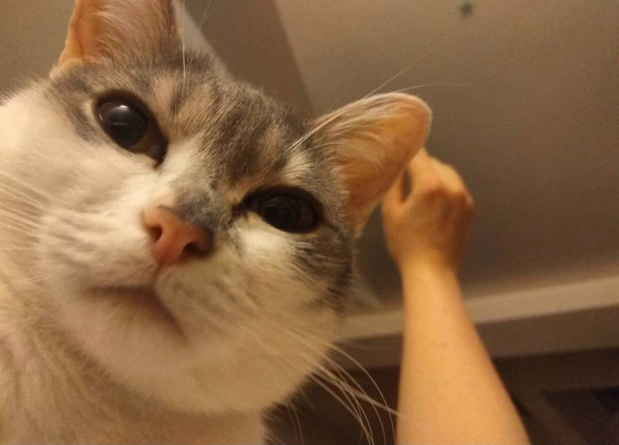 1 марта отмечают День кошек, а это значит, что пора передать привет хвостатым и усатым меньшим братьям, запечатленным в фотографиях счастливых владимирских хозяев.