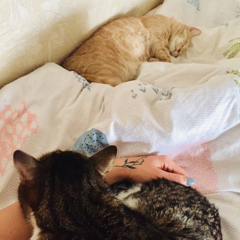 1 марта отмечают День кошек, а это значит, что пора передать привет хвостатым и усатым меньшим братьям, запечатленным в фотографиях счастливых владимирских хозяев.