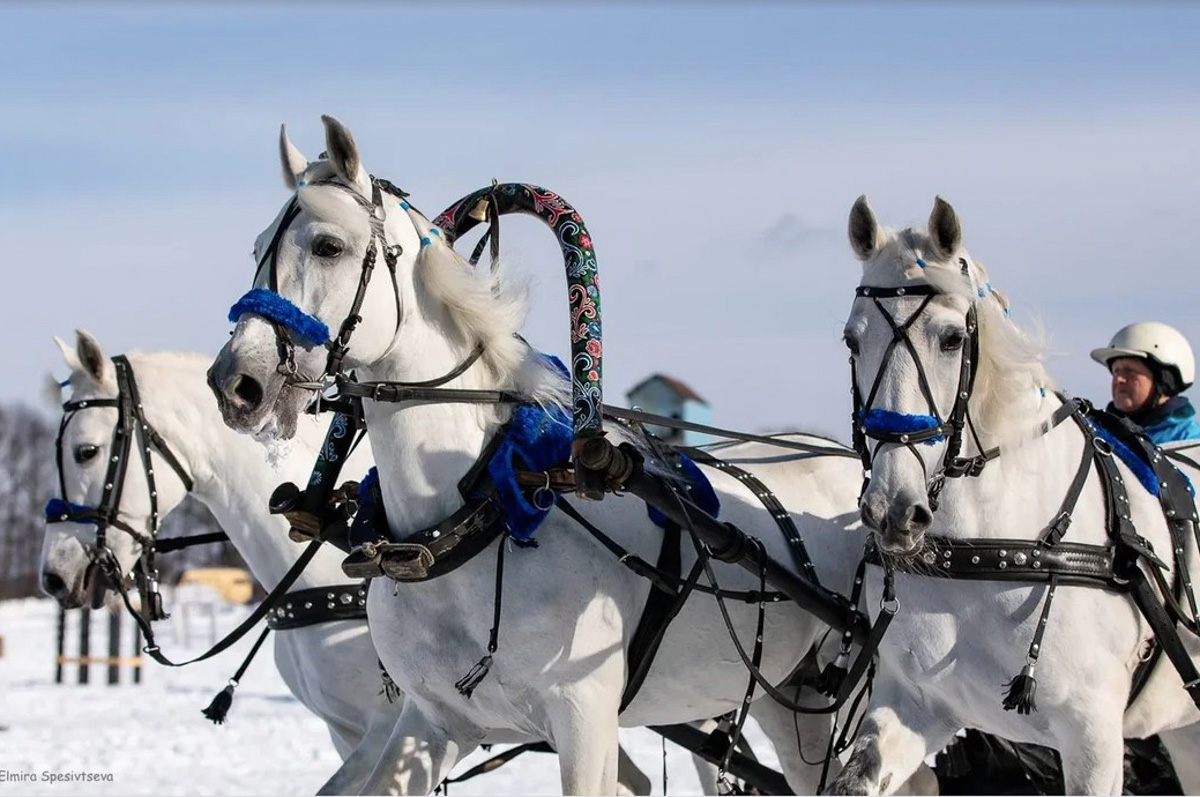 Гоголевские птицы-тройки во всей красе. Вот уже в 15-й раз во Владимирской области провели турнир «Владимирский тракт». В нем поучаствовали 7 экипажей.