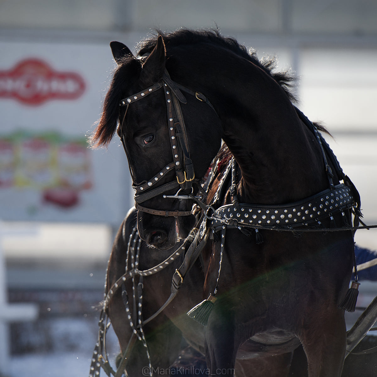 Гоголевские птицы-тройки во всей красе. Вот уже в 15-й раз во Владимирской области провели турнир «Владимирский тракт». В нем поучаствовали 7 экипажей.