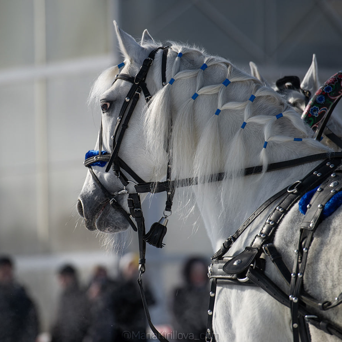 Гоголевские птицы-тройки во всей красе. Вот уже в 15-й раз во Владимирской области провели турнир «Владимирский тракт». В нем поучаствовали 7 экипажей.