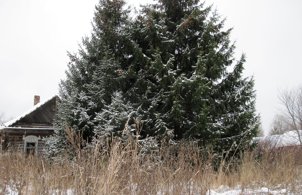 Фотограф Игорь Федоров недавно побывал в заброшенной деревне Сувориха Ковровского района. Снимками из этого необычного места он поделился с нами.