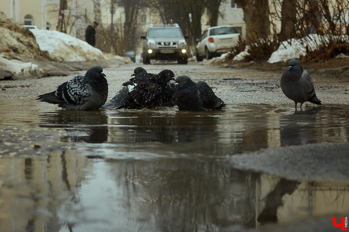 Как только на улице «устаканилась» плюсовая температура, подтаявший снег образовал полчища луж, по которым приходится ходить и ездить владимирцам. Всю эту «красоту» запечатлели местные умельцы.