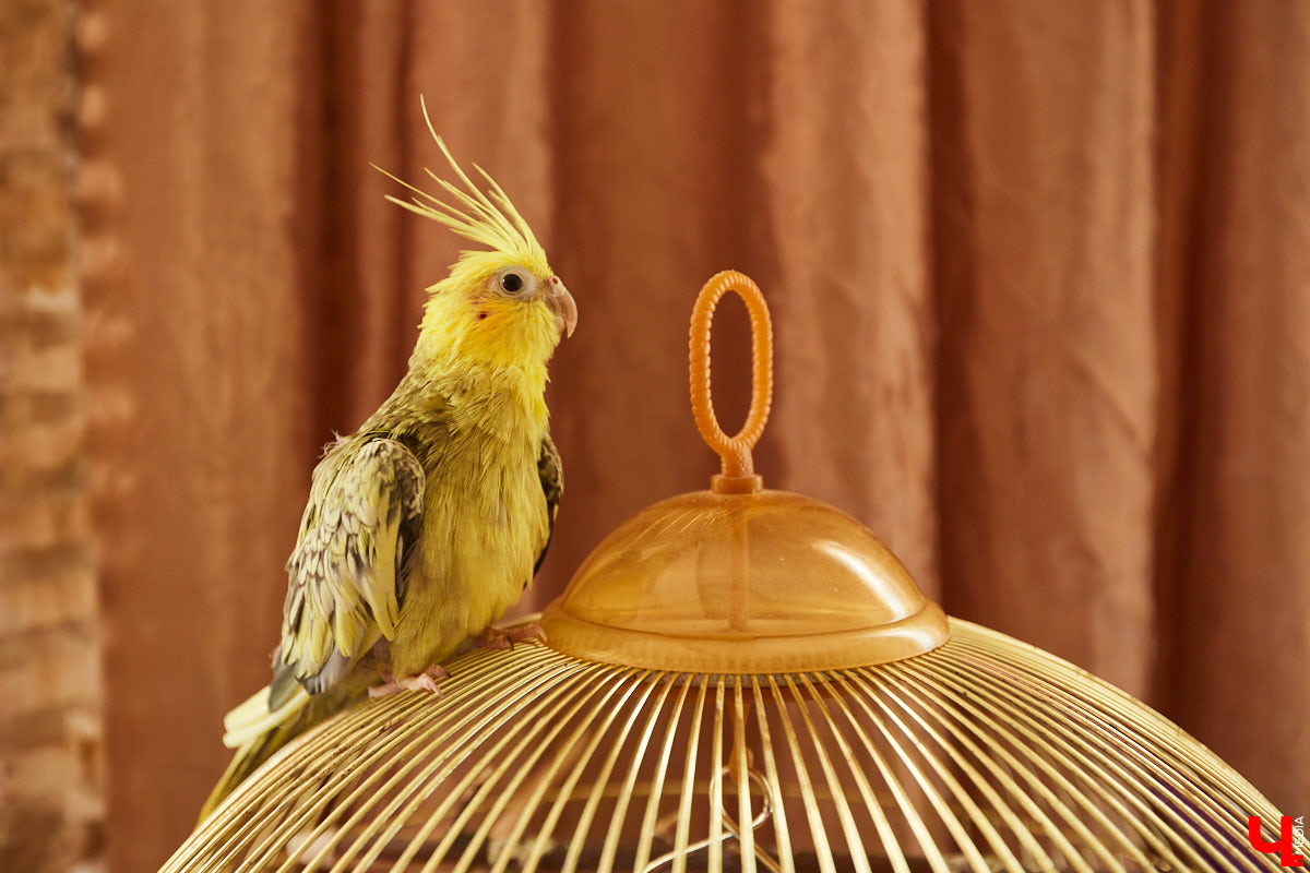 Не знали, что во Владимире есть такие старинные жилые здания? Мы тоже были удивлены, а потому с удовольствием отправились в гости в просторную двухкомнатную квартиру, история которой ведется с 1889 года.