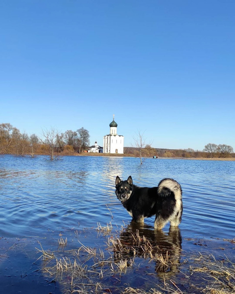 Несколько дней назад этот самый живописный момент наступил; храм Покрова на Нерли купается в лучах солнца, окруженный разгулявшейся рекой. Насладимся его красотами вместе с владимирскими путешественниками.