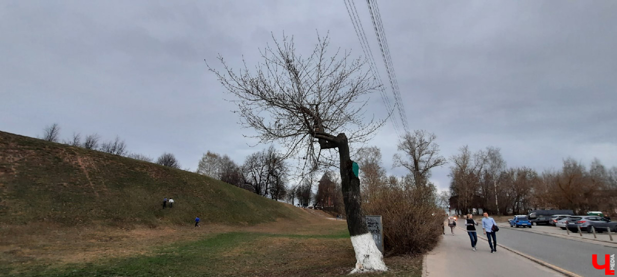 Кронирование, обрезка - полезные для деревьев процедуры. Но только если проводятся они верно. Во Владимире же зеленые насаждения год от года лишь уродуются.