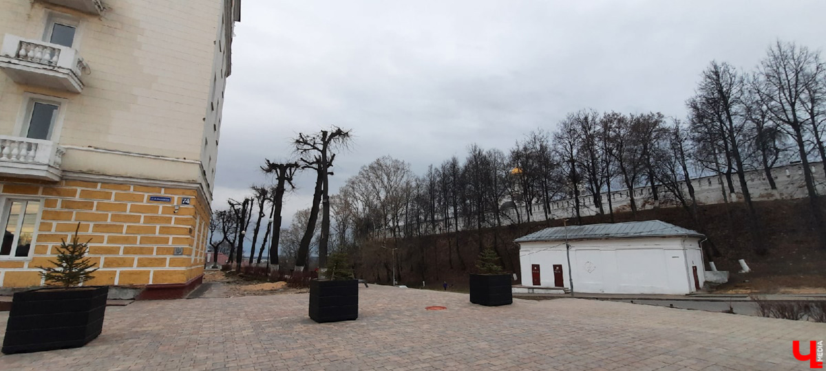 Кронирование, обрезка - полезные для деревьев процедуры. Но только если проводятся они верно. Во Владимире же зеленые насаждения год от года лишь уродуются.