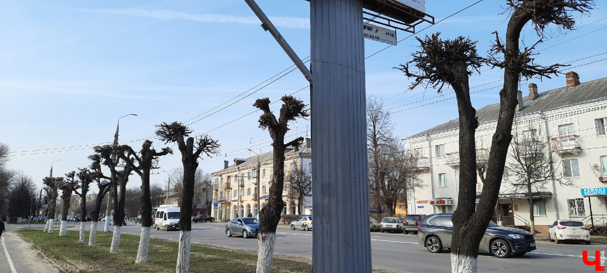 Кронирование, обрезка - полезные для деревьев процедуры. Но только если проводятся они верно. Во Владимире же зеленые насаждения год от года лишь уродуются.