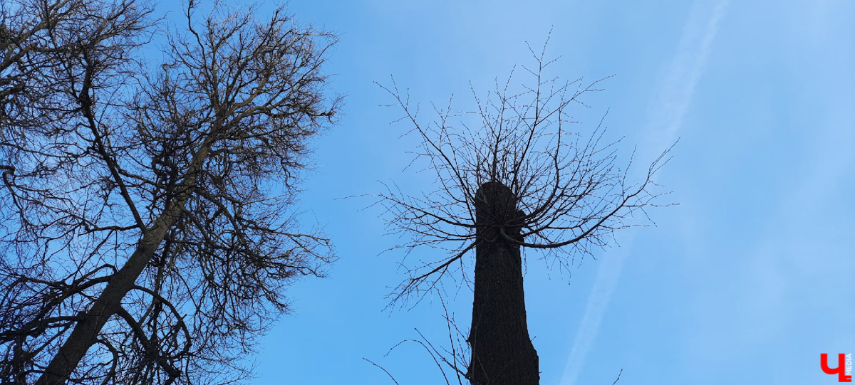 Кронирование, обрезка - полезные для деревьев процедуры. Но только если проводятся они верно. Во Владимире же зеленые насаждения год от года лишь уродуются.