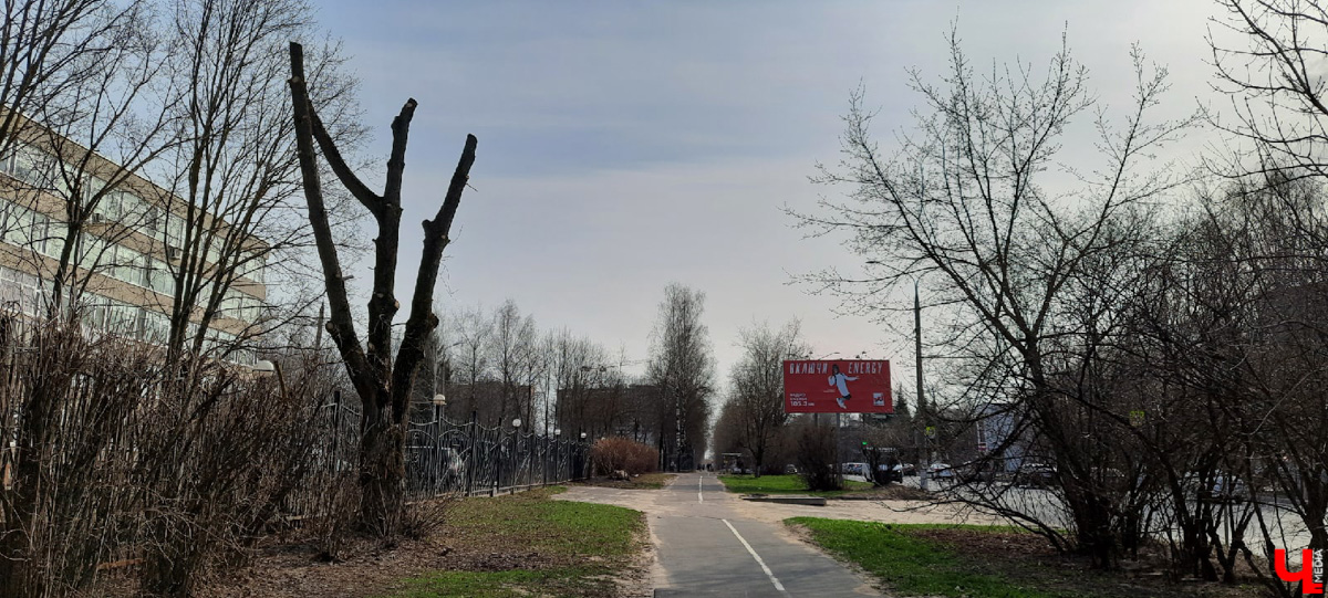 Кронирование, обрезка - полезные для деревьев процедуры. Но только если проводятся они верно. Во Владимире же зеленые насаждения год от года лишь уродуются.