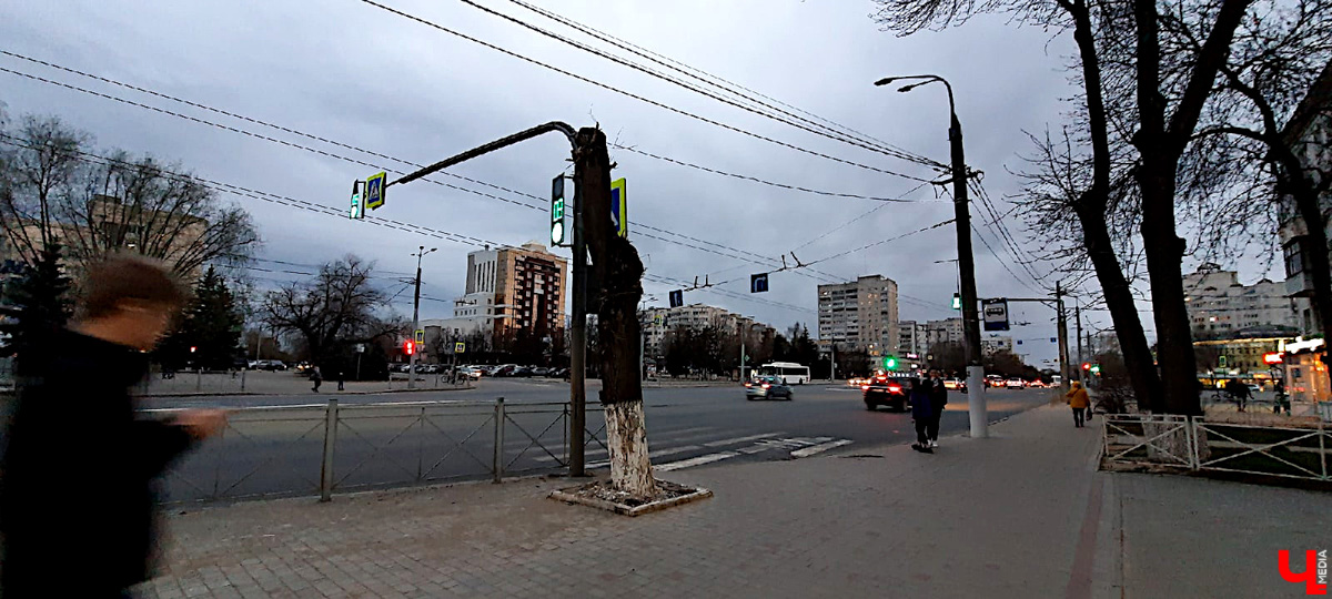 Кронирование, обрезка - полезные для деревьев процедуры. Но только если проводятся они верно. Во Владимире же зеленые насаждения год от года лишь уродуются.