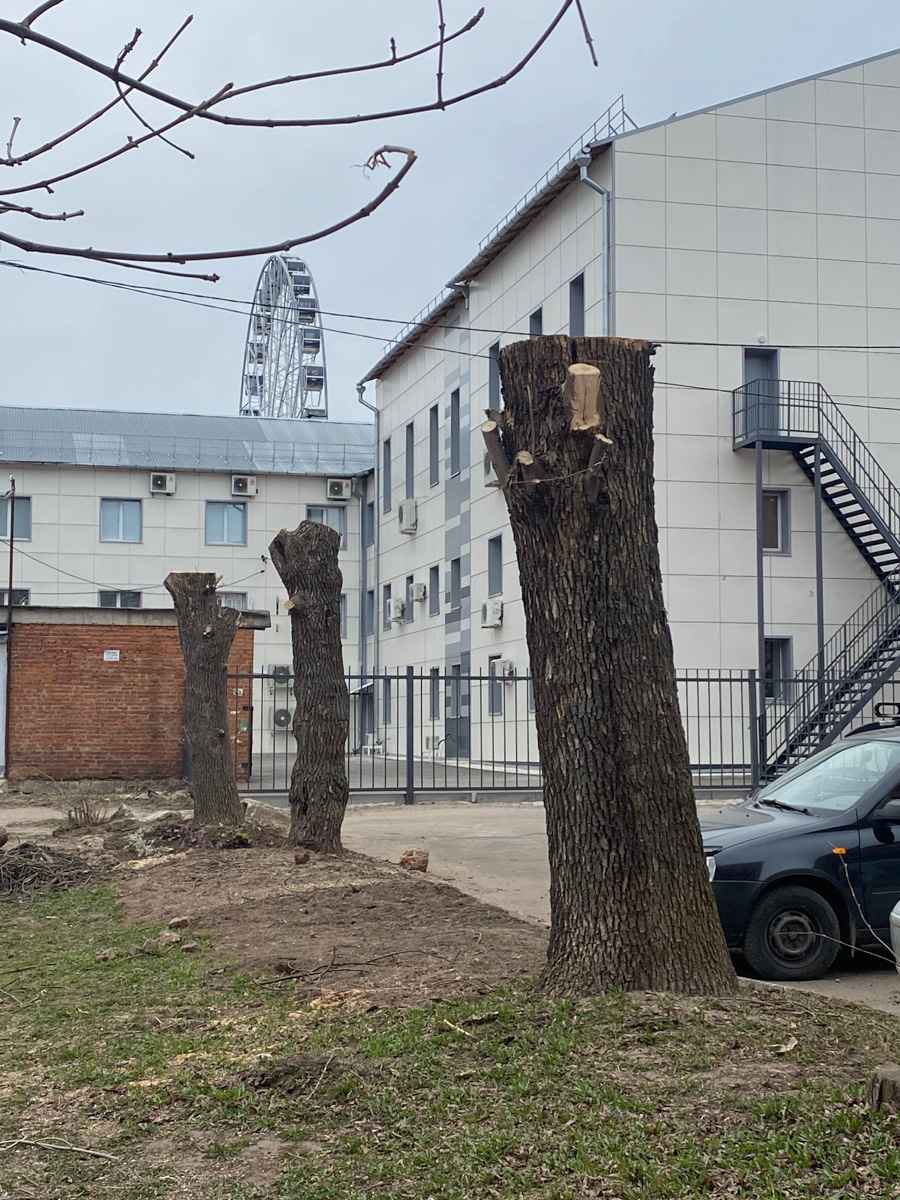 Кронирование, обрезка - полезные для деревьев процедуры. Но только если проводятся они верно. Во Владимире же зеленые насаждения год от года лишь уродуются.