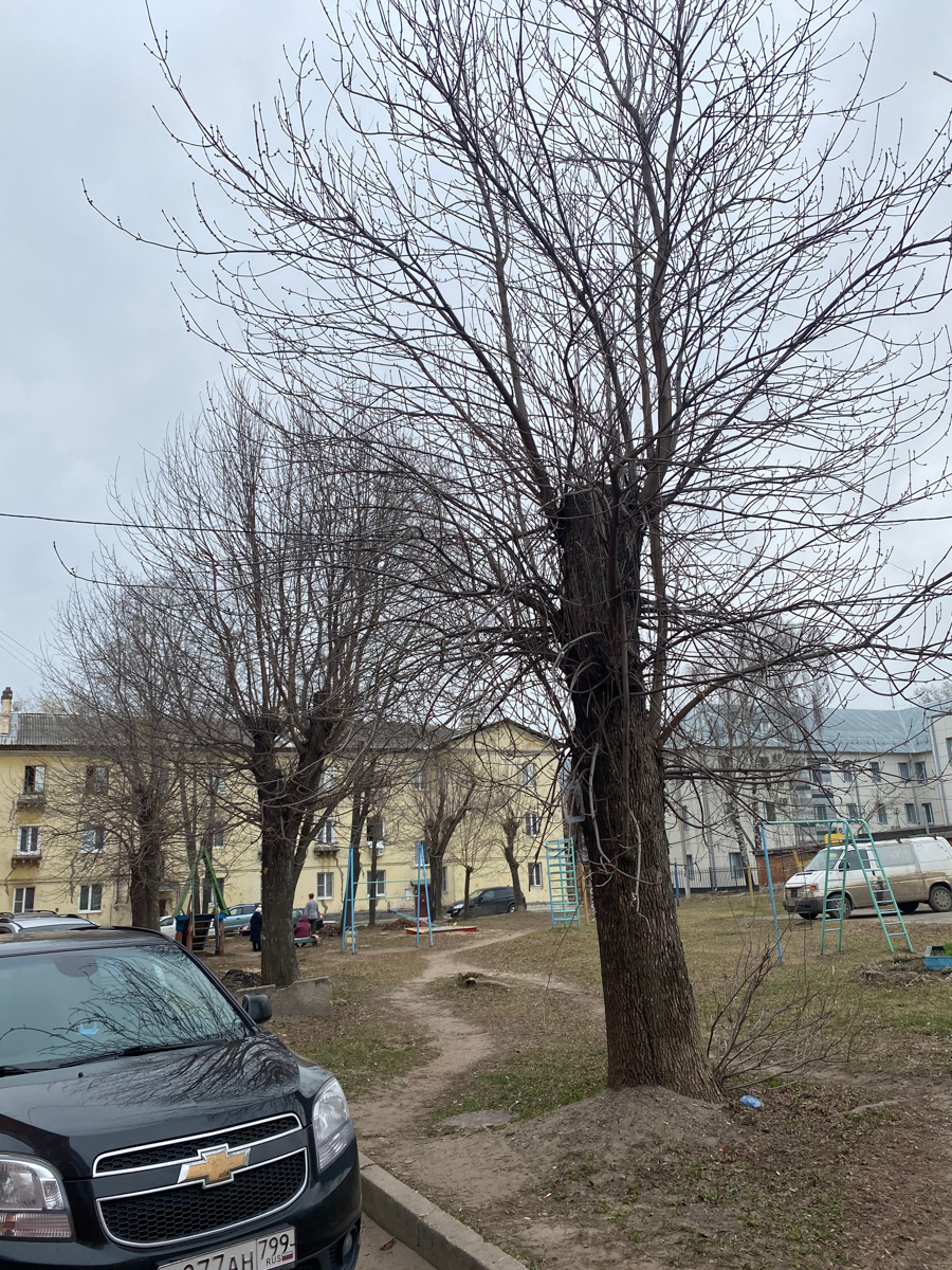 Кронирование, обрезка - полезные для деревьев процедуры. Но только если проводятся они верно. Во Владимире же зеленые насаждения год от года лишь уродуются.