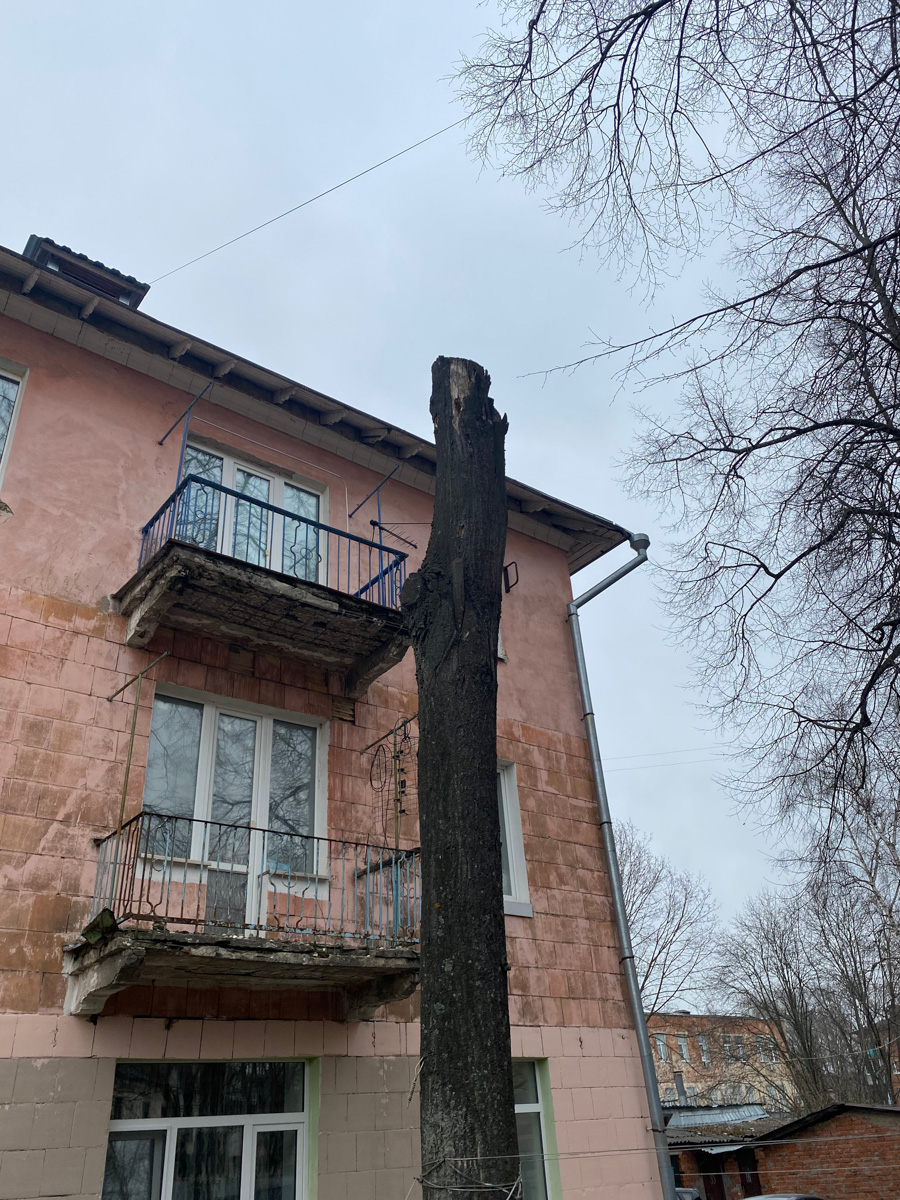 Кронирование, обрезка - полезные для деревьев процедуры. Но только если проводятся они верно. Во Владимире же зеленые насаждения год от года лишь уродуются.