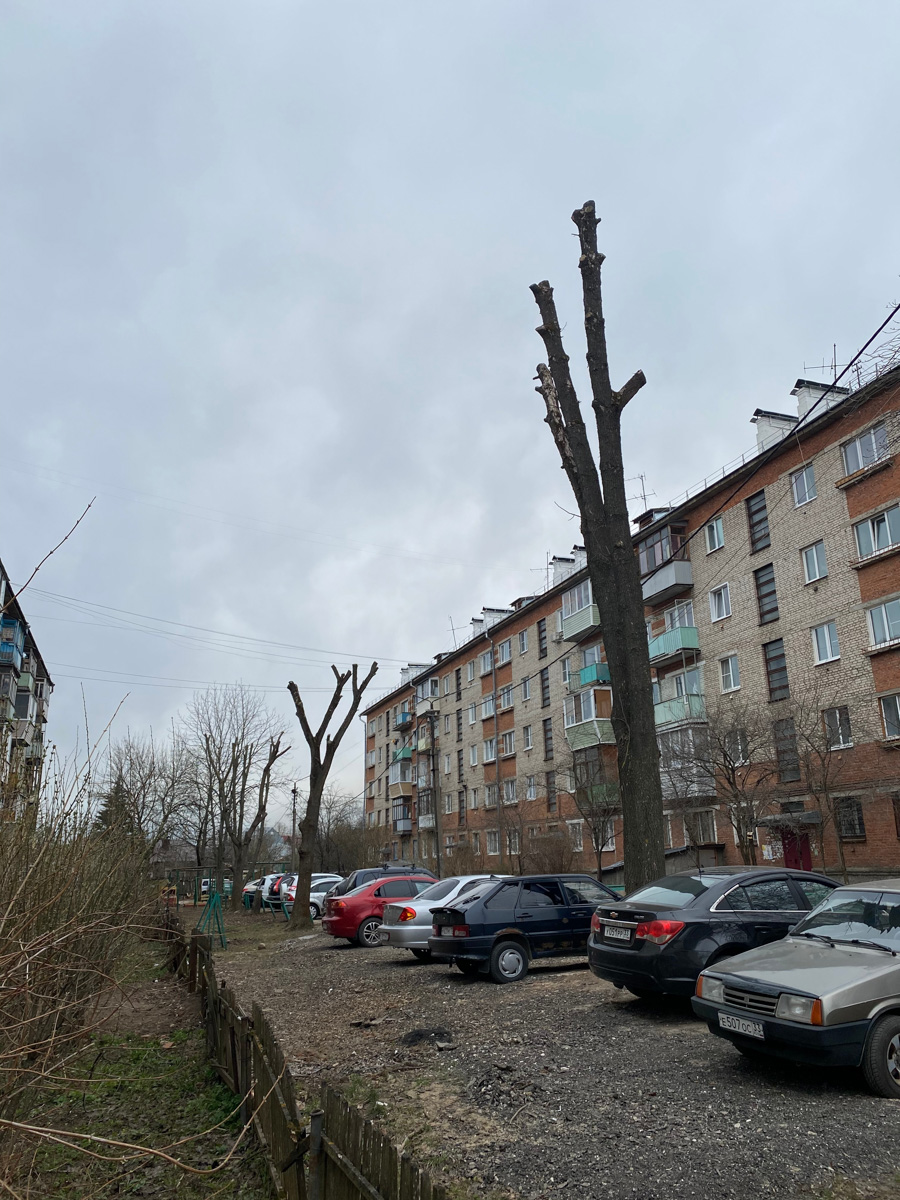 Кронирование, обрезка - полезные для деревьев процедуры. Но только если проводятся они верно. Во Владимире же зеленые насаждения год от года лишь уродуются.