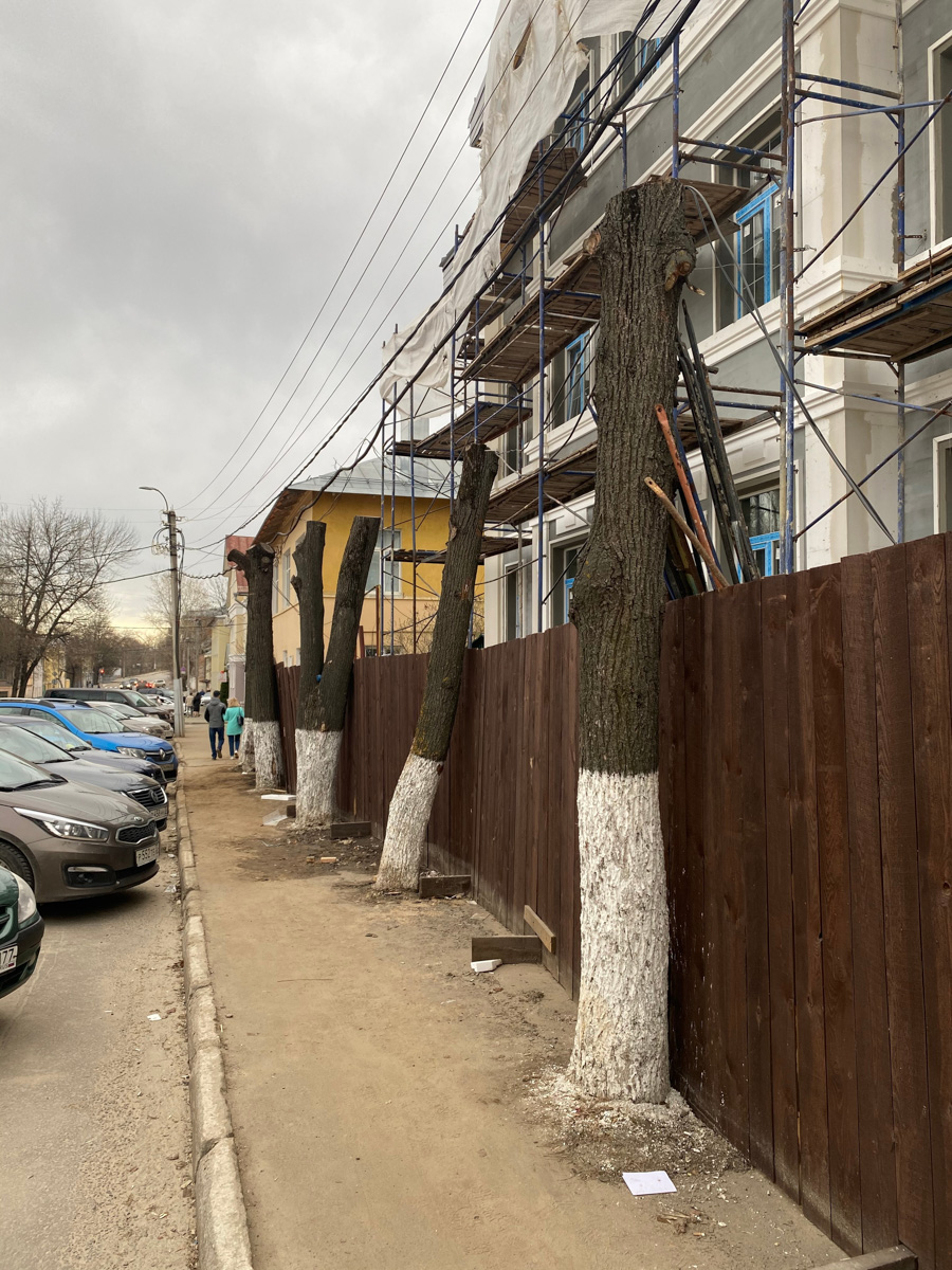 Кронирование, обрезка - полезные для деревьев процедуры. Но только если проводятся они верно. Во Владимире же зеленые насаждения год от года лишь уродуются.