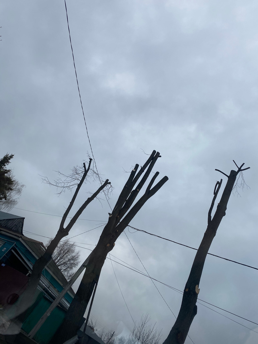 Кронирование, обрезка - полезные для деревьев процедуры. Но только если проводятся они верно. Во Владимире же зеленые насаждения год от года лишь уродуются.