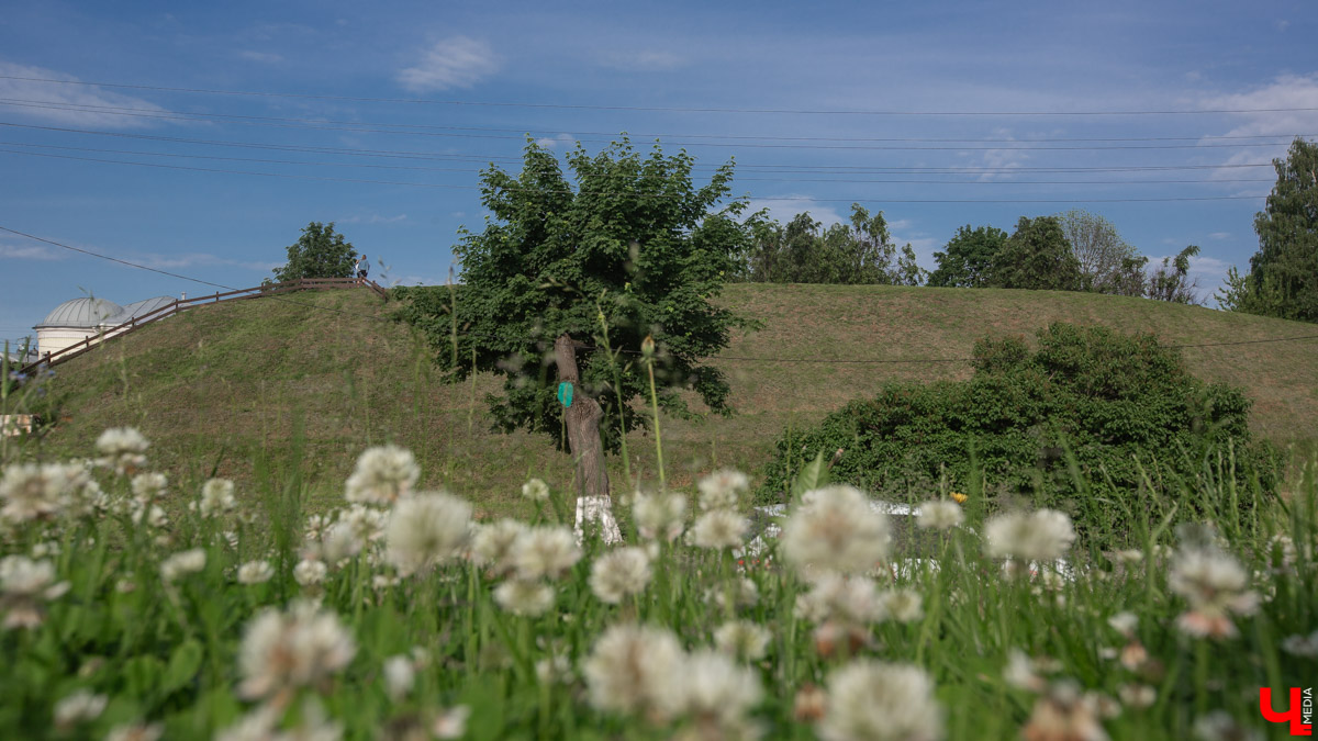 Кронирование, обрезка - полезные для деревьев процедуры. Но только если проводятся они верно. Во Владимире же зеленые насаждения год от года лишь уродуются.