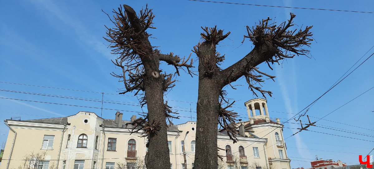 Кронирование, обрезка - полезные для деревьев процедуры. Но только если проводятся они верно. Во Владимире же зеленые насаждения год от года лишь уродуются.