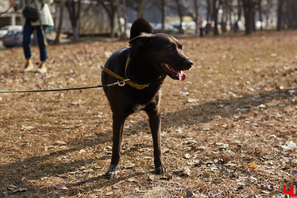 Владимирские волонтеры объединились, чтобы построить просторный частный приют для бездомышей вдали от цивилизации. Туда можно будет приезжать и всей семьей комфортно проводить с животными время.
