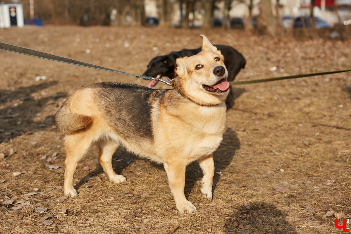 Владимирские волонтеры объединились, чтобы построить просторный частный приют для бездомышей вдали от цивилизации. Туда можно будет приезжать и всей семьей комфортно проводить с животными время.