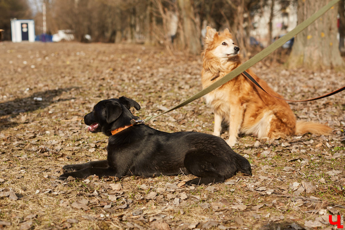 Владимирские волонтеры объединились, чтобы построить просторный частный приют для бездомышей вдали от цивилизации. Туда можно будет приезжать и всей семьей комфортно проводить с животными время.