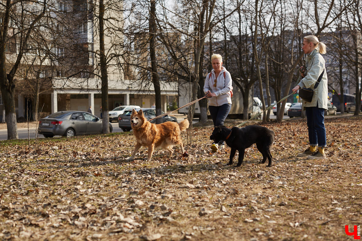 Владимирские волонтеры объединились, чтобы построить просторный частный приют для бездомышей вдали от цивилизации. Туда можно будет приезжать и всей семьей комфортно проводить с животными время.
