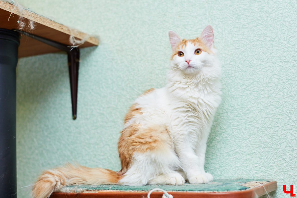 Владимирские волонтеры объединились, чтобы построить просторный частный приют для бездомышей вдали от цивилизации. Туда можно будет приезжать и всей семьей комфортно проводить с животными время.