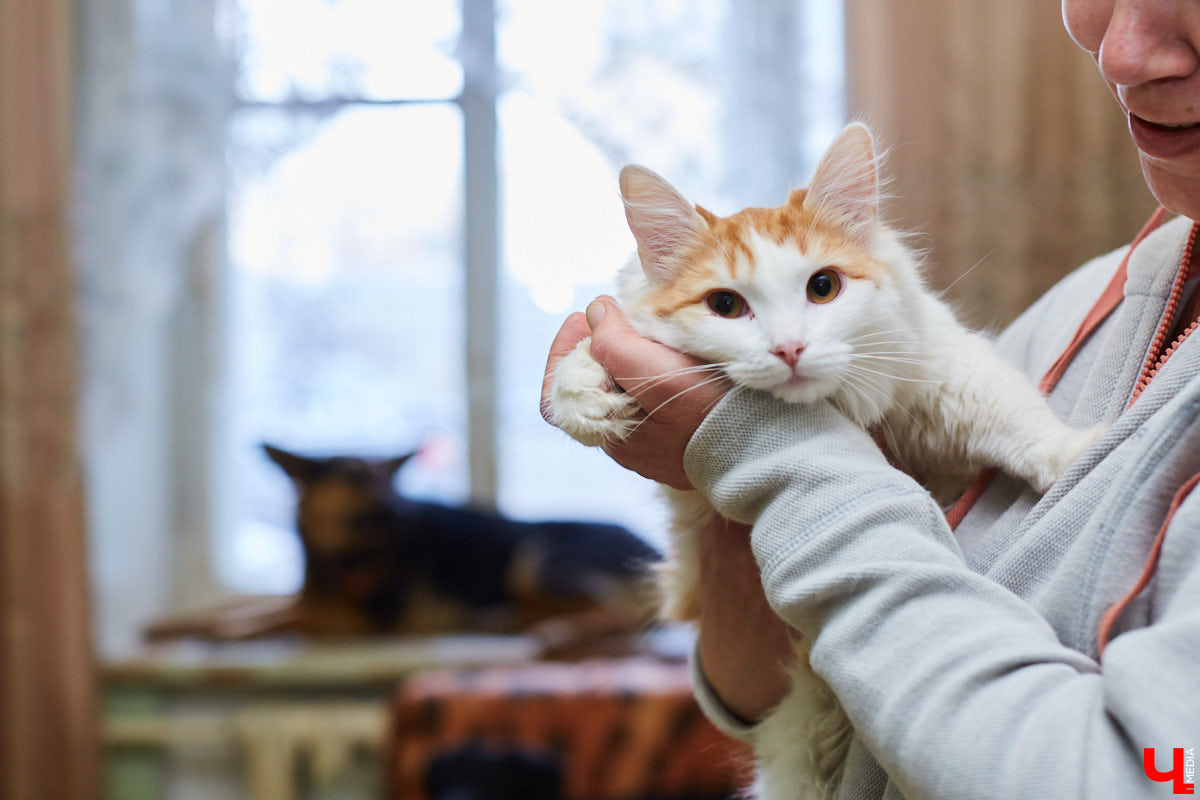 Владимирские волонтеры объединились, чтобы построить просторный частный приют для бездомышей вдали от цивилизации. Туда можно будет приезжать и всей семьей комфортно проводить с животными время.