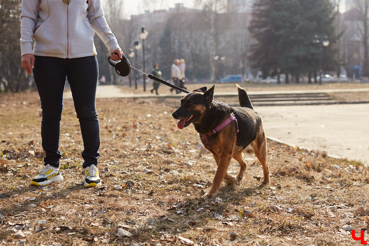 Владимирские волонтеры объединились, чтобы построить просторный частный приют для бездомышей вдали от цивилизации. Туда можно будет приезжать и всей семьей комфортно проводить с животными время.
