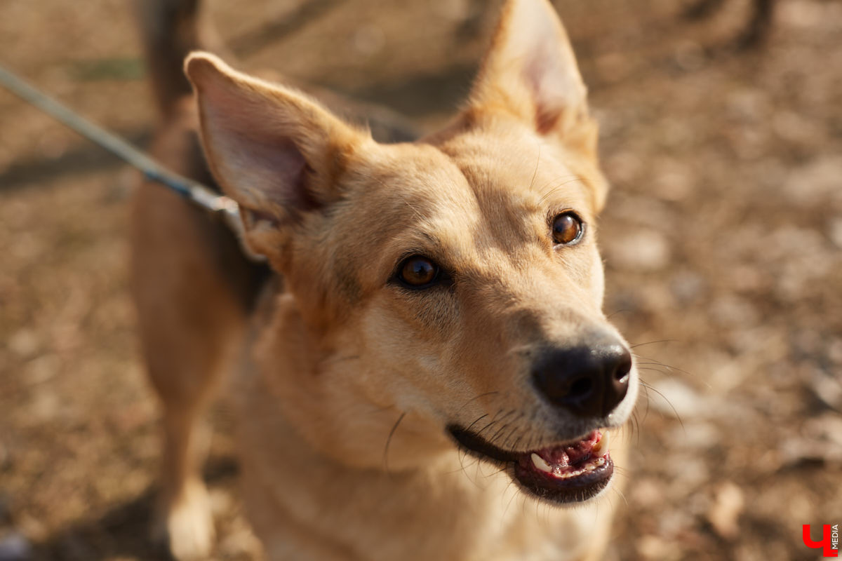 Владимирские волонтеры объединились, чтобы построить просторный частный приют для бездомышей вдали от цивилизации. Туда можно будет приезжать и всей семьей комфортно проводить с животными время.