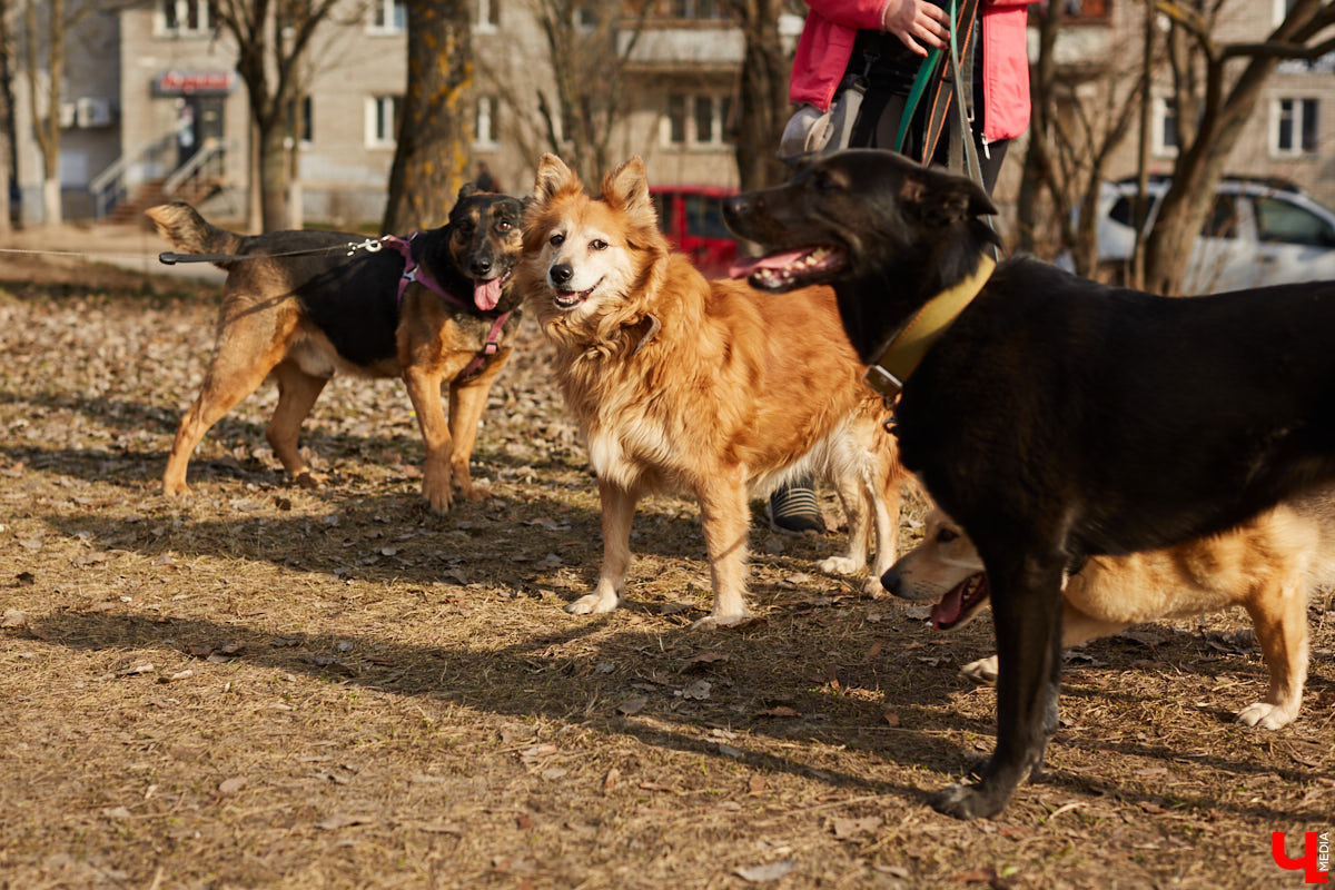 Владимирские волонтеры объединились, чтобы построить просторный частный приют для бездомышей вдали от цивилизации. Туда можно будет приезжать и всей семьей комфортно проводить с животными время.