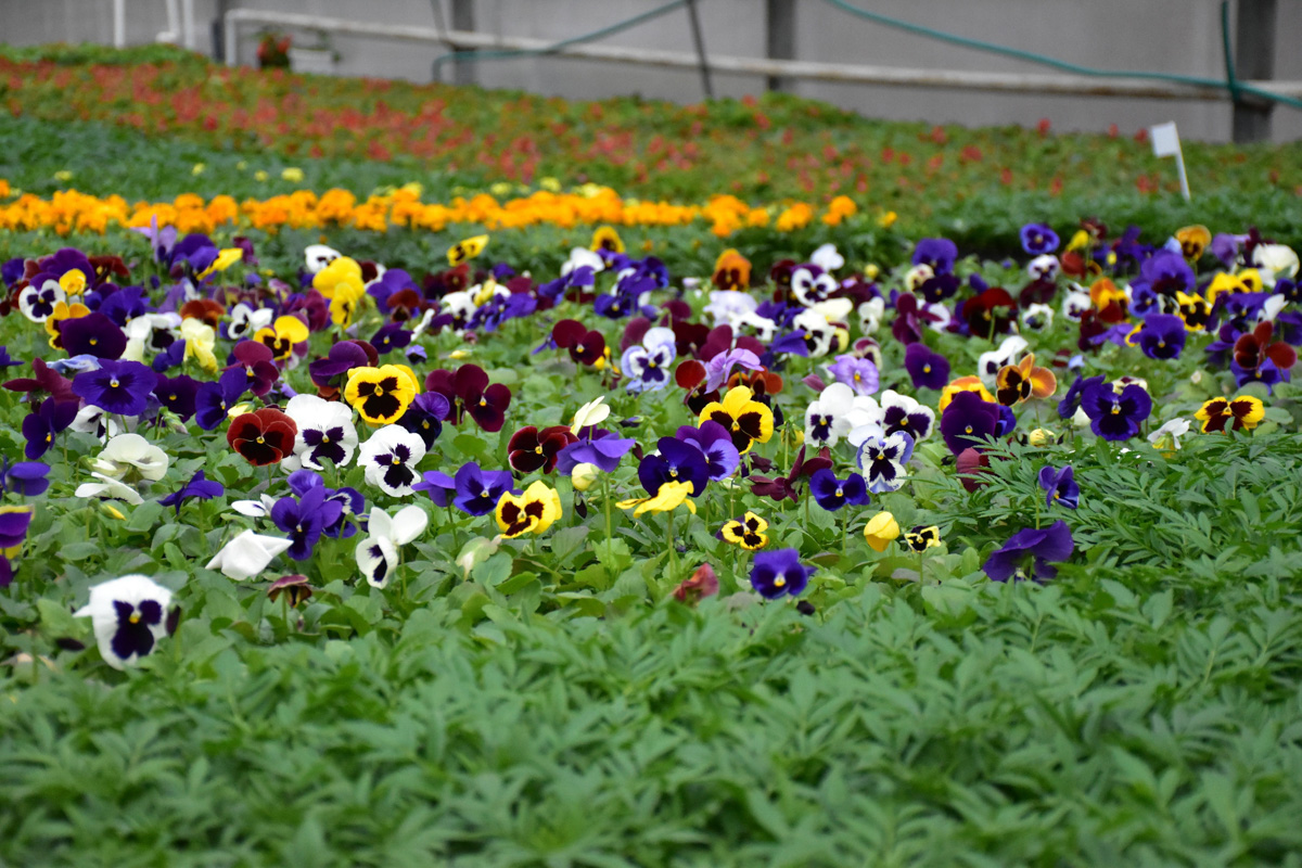 Как в ближайшее время изменится Владимир? Дворец спорта построят, и эскизы фасадов уже показаны. Липы высажены, туи - на подходе. А что еще?