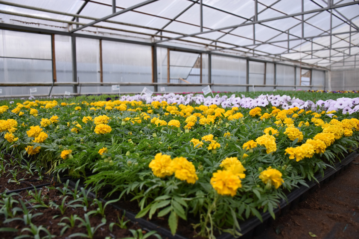 Как в ближайшее время изменится Владимир? Дворец спорта построят, и эскизы фасадов уже показаны. Липы высажены, туи - на подходе. А что еще?