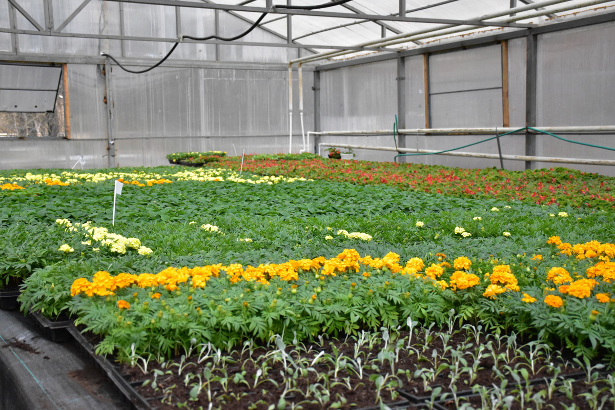 Как в ближайшее время изменится Владимир? Дворец спорта построят, и эскизы фасадов уже показаны. Липы высажены, туи - на подходе. А что еще?