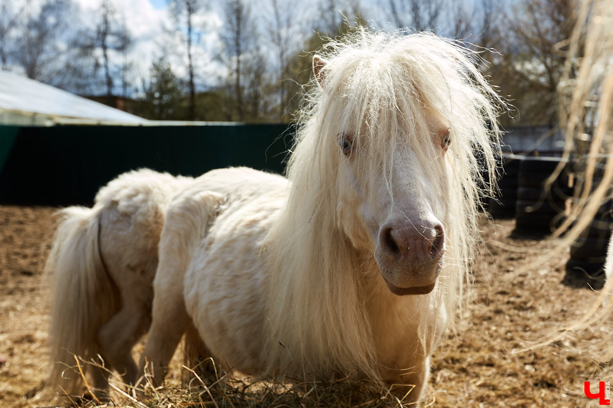 Оказывается, во Владимире живут мини-пони! В России их не так уж и много, а потому мы решили познакомиться с удивительно маленькими лошадками поближе!