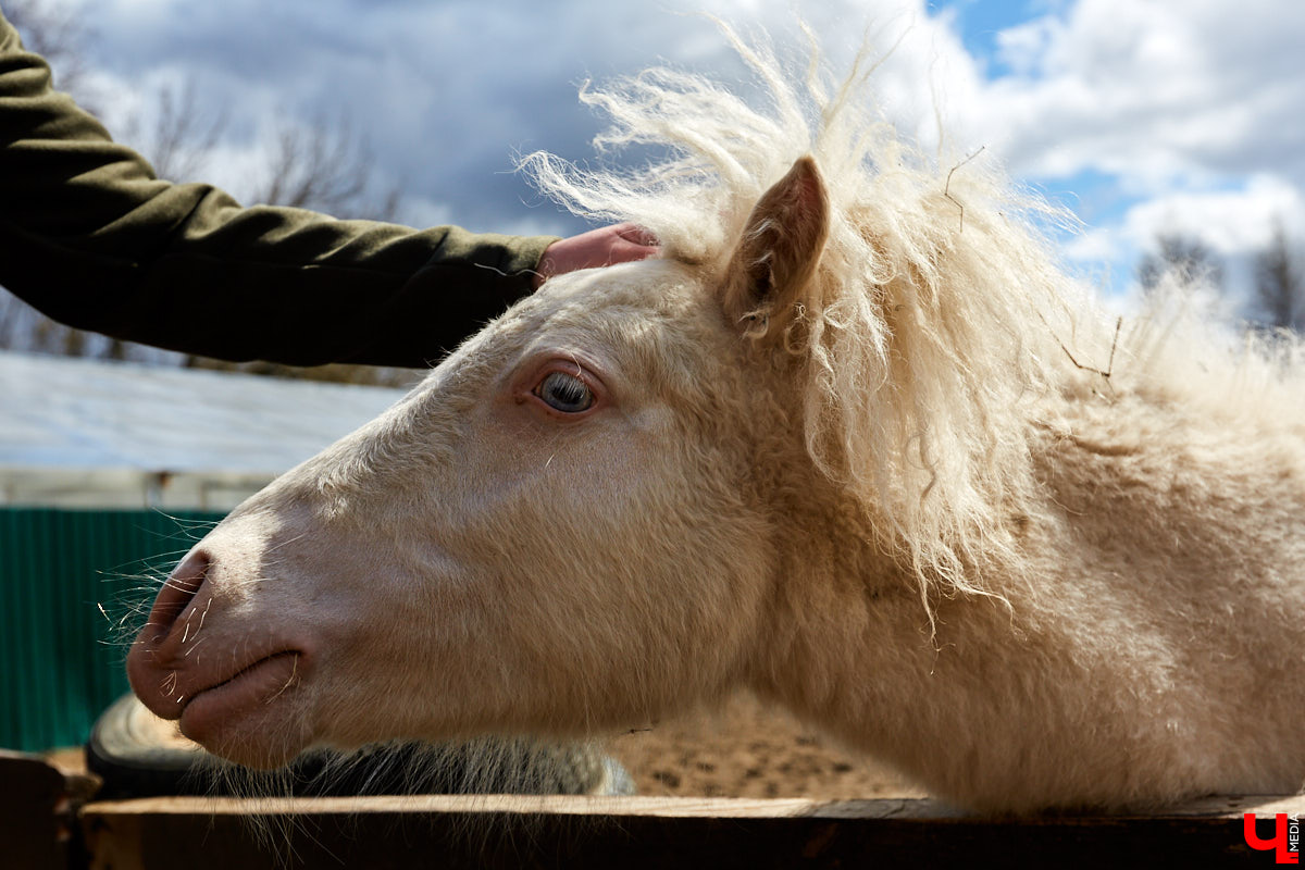 Оказывается, во Владимире живут мини-пони! В России их не так уж и много, а потому мы решили познакомиться с удивительно маленькими лошадками поближе!