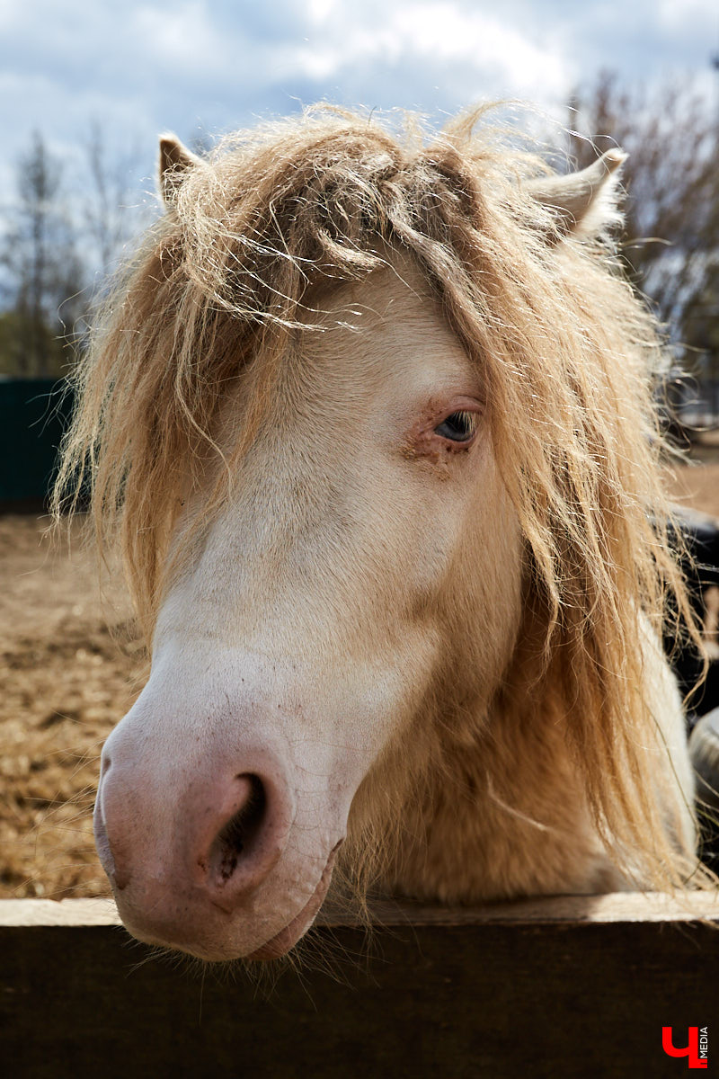 Оказывается, во Владимире живут мини-пони! В России их не так уж и много, а потому мы решили познакомиться с удивительно маленькими лошадками поближе!