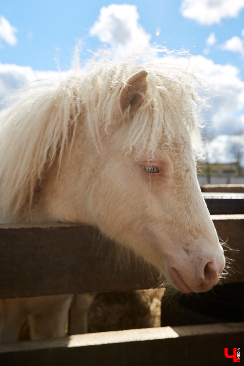 Оказывается, во Владимире живут мини-пони! В России их не так уж и много, а потому мы решили познакомиться с удивительно маленькими лошадками поближе!