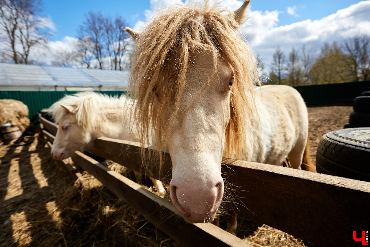 Оказывается, во Владимире живут мини-пони! В России их не так уж и много, а потому мы решили познакомиться с удивительно маленькими лошадками поближе!