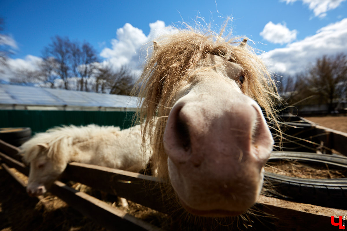 Оказывается, во Владимире живут мини-пони! В России их не так уж и много, а потому мы решили познакомиться с удивительно маленькими лошадками поближе!