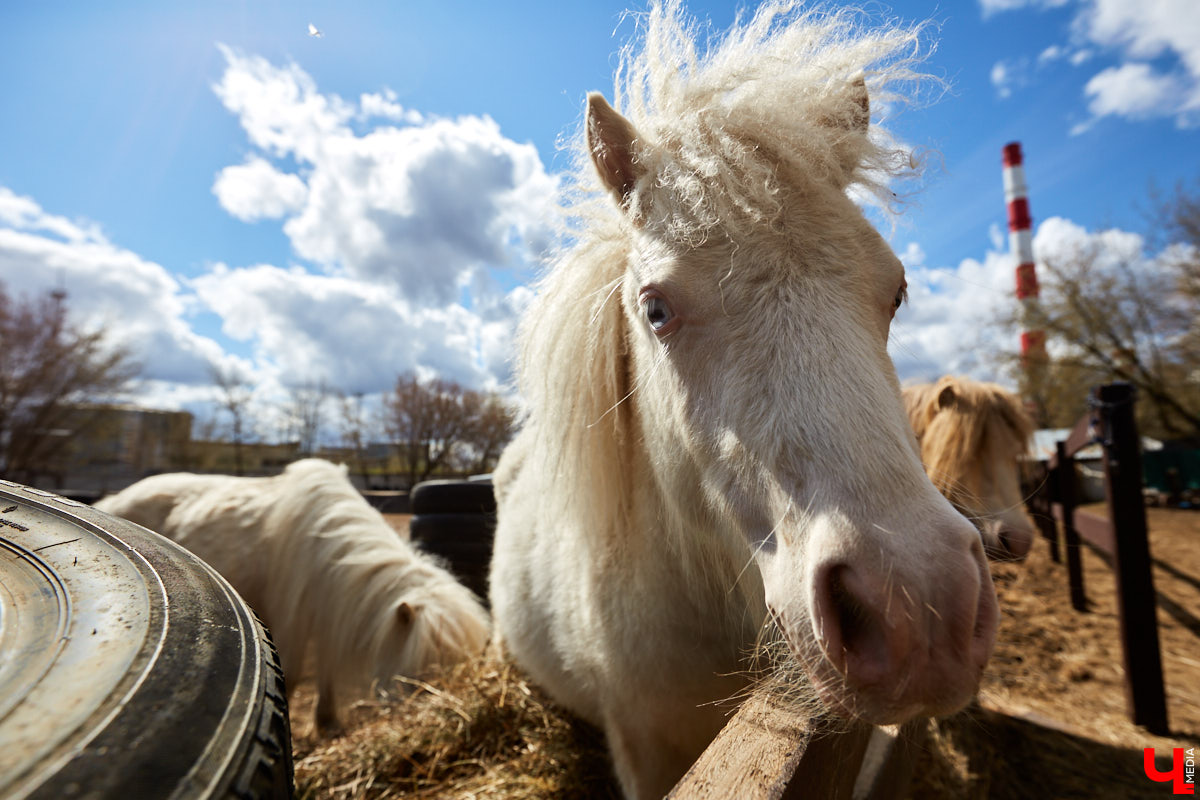 Оказывается, во Владимире живут мини-пони! В России их не так уж и много, а потому мы решили познакомиться с удивительно маленькими лошадками поближе!