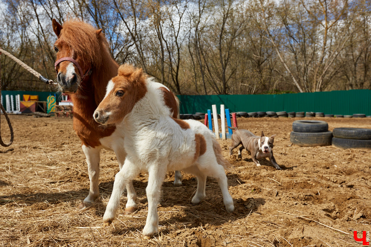 Оказывается, во Владимире живут мини-пони! В России их не так уж и много, а потому мы решили познакомиться с удивительно маленькими лошадками поближе!